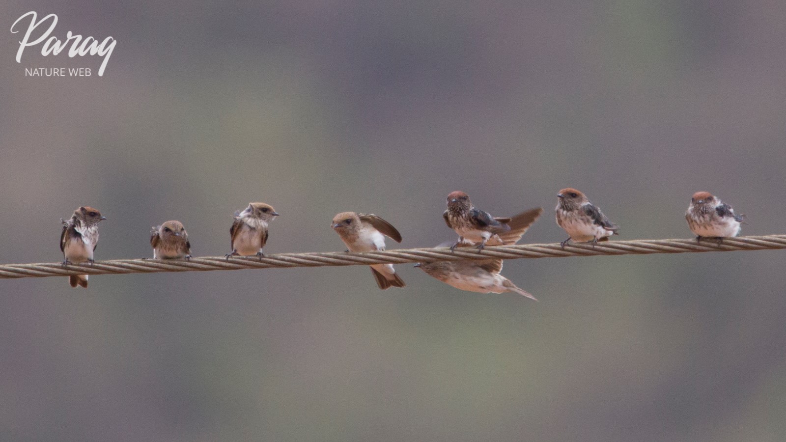 Streak-throated Swallow